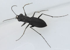 Dromochorus belfragei