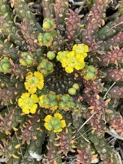 Euphorbia flanaganii