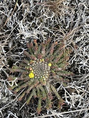 Euphorbia flanaganii