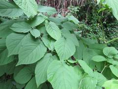 Aralia cordata
