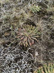 Euphorbia flanaganii