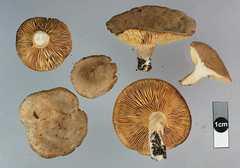 Lactarius glyciosmus