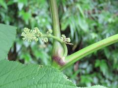 Aralia cordata