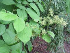 Aralia cordata