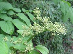 Aralia cordata