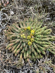 Euphorbia flanaganii
