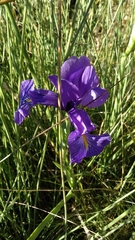 Iris latifolia