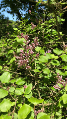 Syringa meyeri