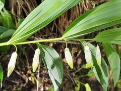 Polygonatum glaberrimum