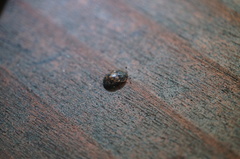 Ussuriphia hilleri