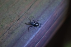 Sernokorba pallidipatellis