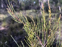 Allocasuarina inophloia