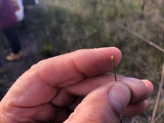 Allocasuarina inophloia