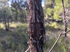 Allocasuarina inophloia