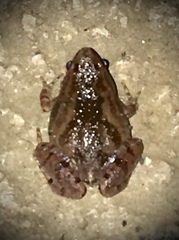 Microhyla nilphamariensis