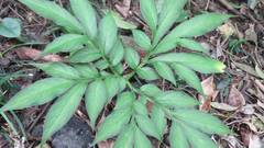 Amorphophallus henryi