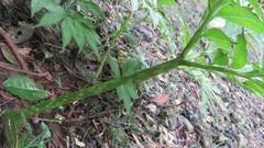 Amorphophallus henryi