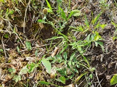 Psephellus daghestanicus