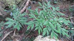 Amorphophallus henryi