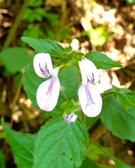 Hypoestes triflora