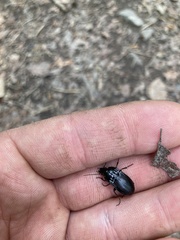 Abax ovalis