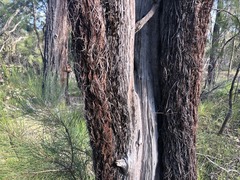 Allocasuarina inophloia