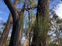 Allocasuarina inophloia