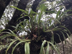 Prosthechea squalida