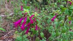 Clinopodium multiflorum