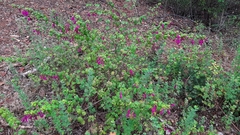 Clinopodium multiflorum