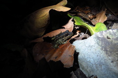 Lithobates forreri
