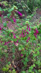 Clinopodium multiflorum