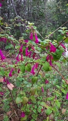 Clinopodium multiflorum