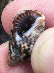 Clibanarius taeniatus