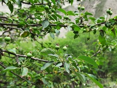 Malus orientalis