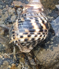 Clibanarius taeniatus