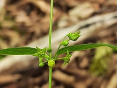 Vincetoxicum rehmannii