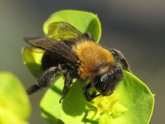 Andrena gallica