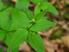 Galium valantioides