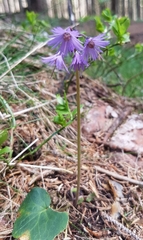Soldanella