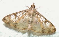 Dysallacta negatalis