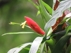 Guzmania nicaraguensis