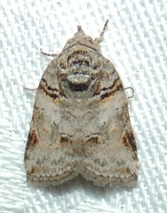 Garella vallata