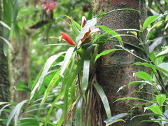 Guzmania nicaraguensis