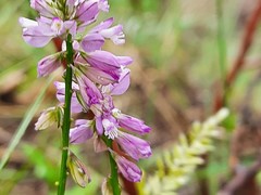 Polygala anatolica
