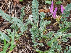 Astragalus sanguinolentus