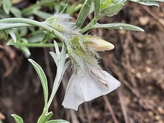 Convolvulus calvertii ruprechtii