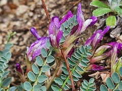 Astragalus buschiorum