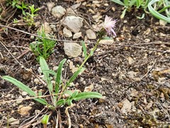 Psephellus boissieri