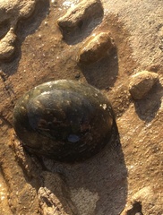 Nerita erythrostoma